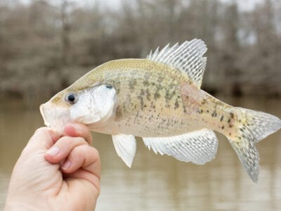 A White Crappie