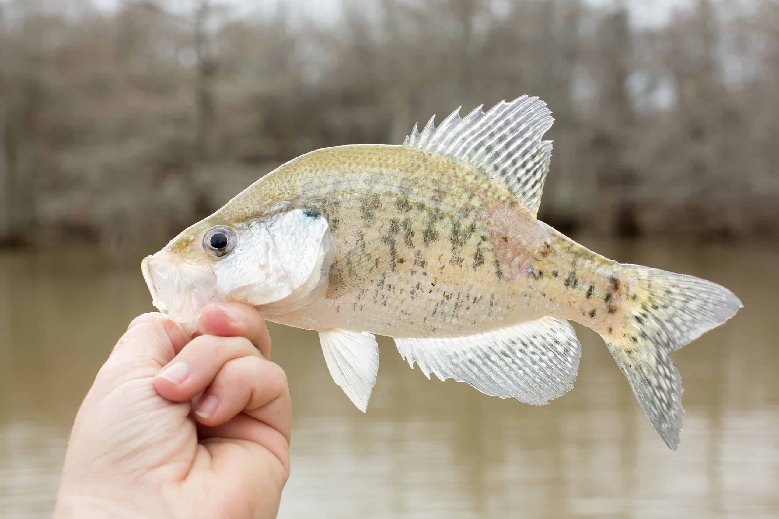 Crappie Fish Facts - A-Z Animals