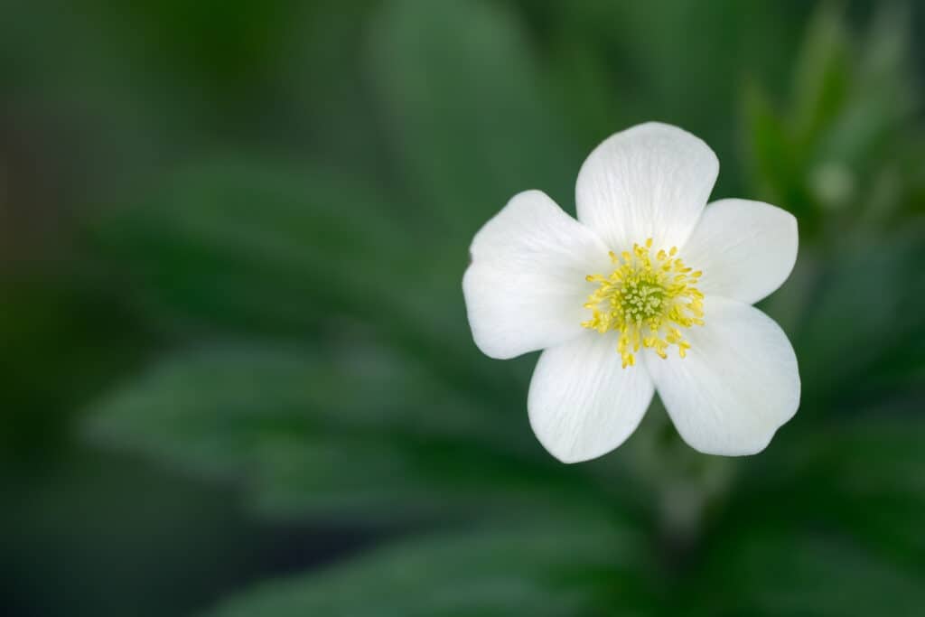 White Wood Anemone flower