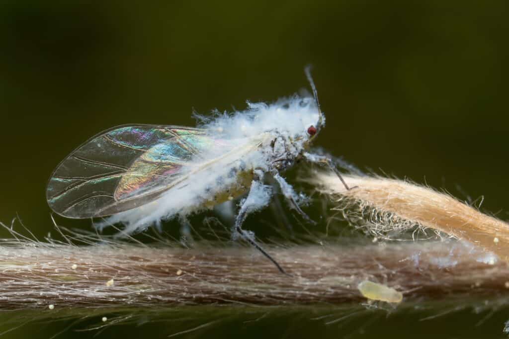 Woolly aphid in the forest
