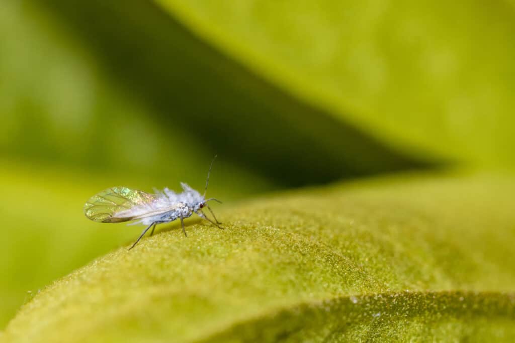 The woolly apple aphid, wolly aphid or American blight is an aphid in the superfamily Aphidoidea. It is a true bug and sucks sap from plants
