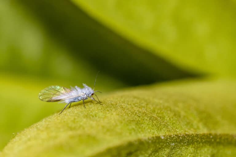 The woolly apple aphid, wolly aphid or American blight is an aphid in the superfamily Aphidoidea. It is a true bug and sucks sap from plants