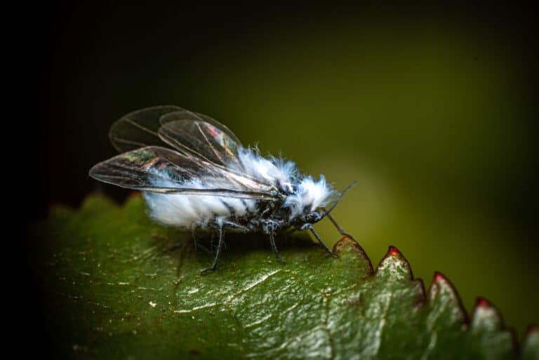 Woolly Aphid on a leaf