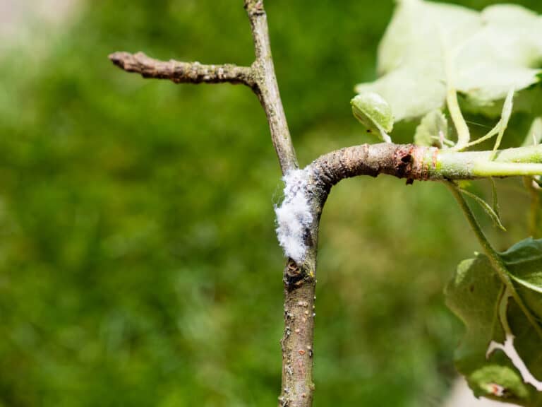 woolly aphid on apple branch with white cotton-like secretion as adults often have long tendrils of accumulated wax