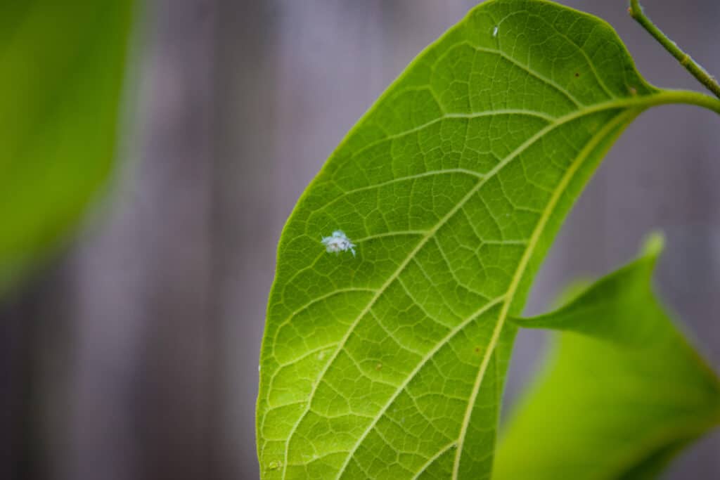 Woolly aphids on tree leaf