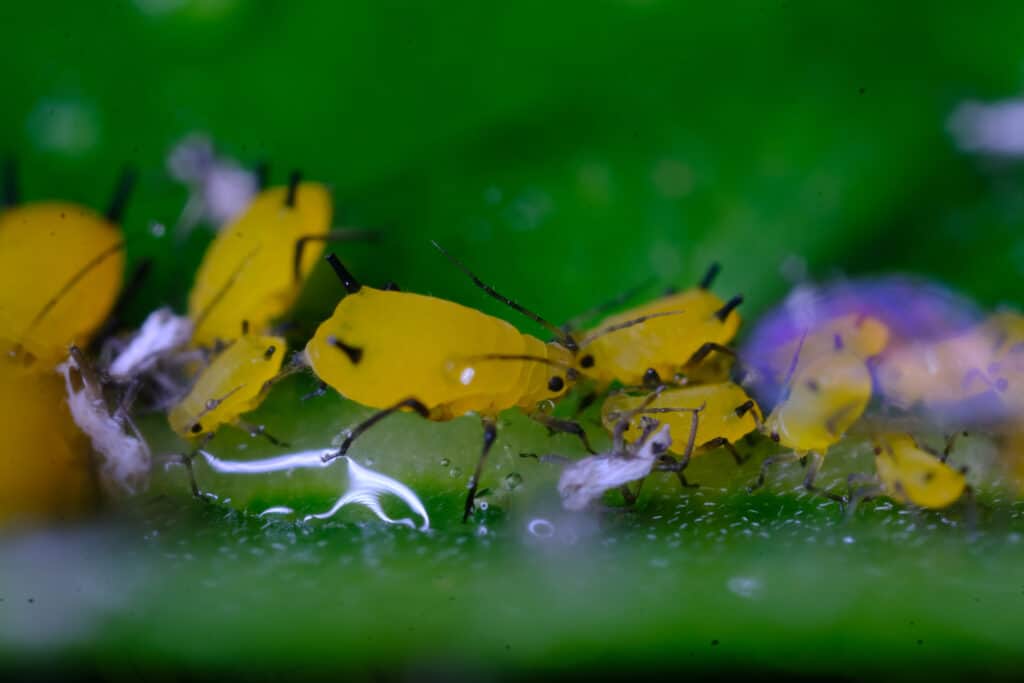 Yellow aphids. Yellow aphids on a leaf suck the sap of the plant. Small aphids gathered in a colony feed on the plant's sap. Close up shot.