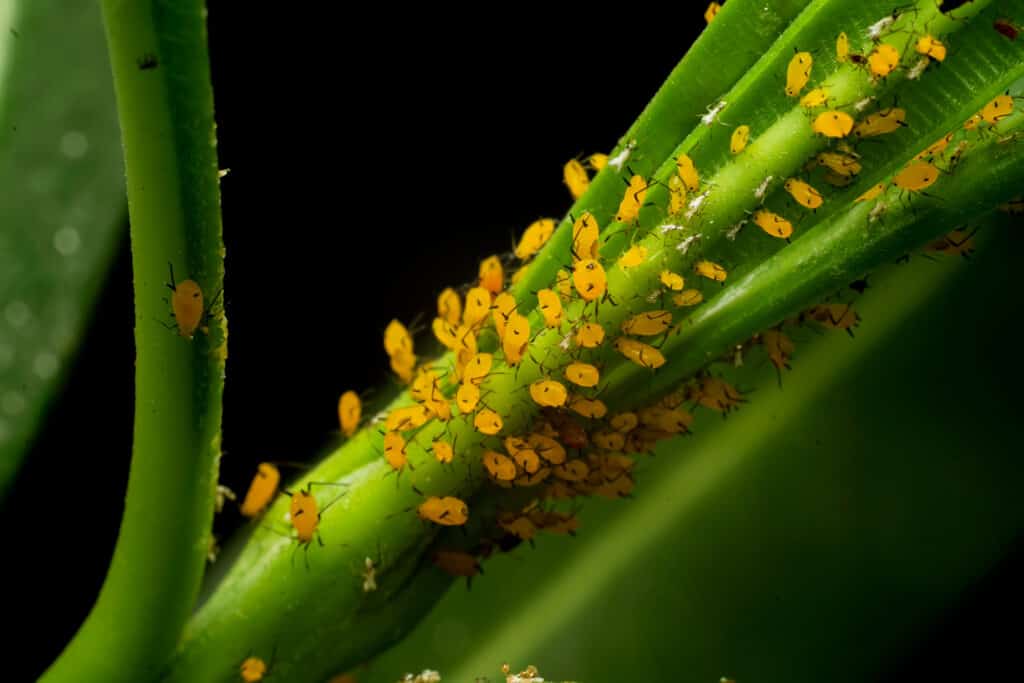 Yellow aphid The oleander aphid also known as milkweed aphid on the plant and sucking cell sap. These are bright yellow insects with black legs.