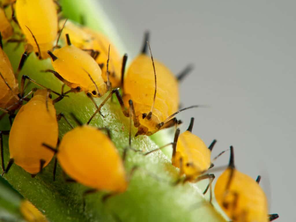 Yellow aphid Pulgón amarillo. Oleander aphid or milkweed aphid. Aphis nerii