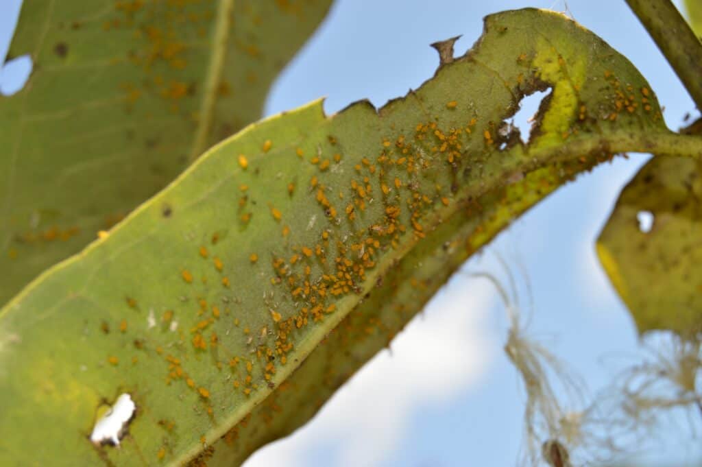 Milkweed aphids primarily feed on plants such as milkweed