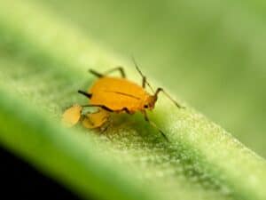 Yellow aphid Pulgón amarillo. Oleander aphid or milkweed aphid. Aphis nerii