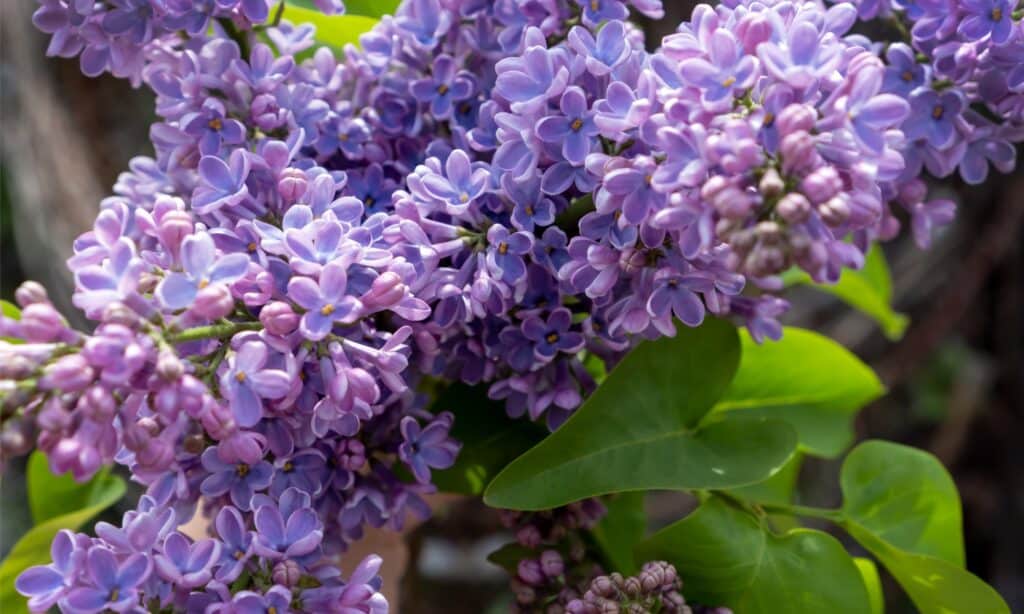 closeup lilac flowers