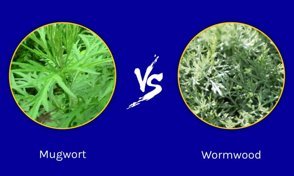 Mugwort vs Wormwood
