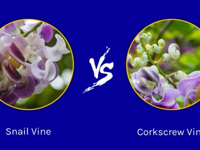 A Snail Vine vs Corkscrew Vine: What Are The Differences?