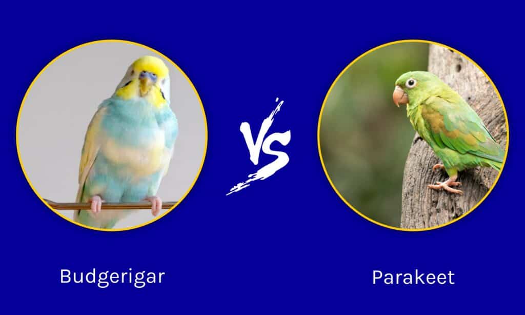 Budgerigar vs Parakeet