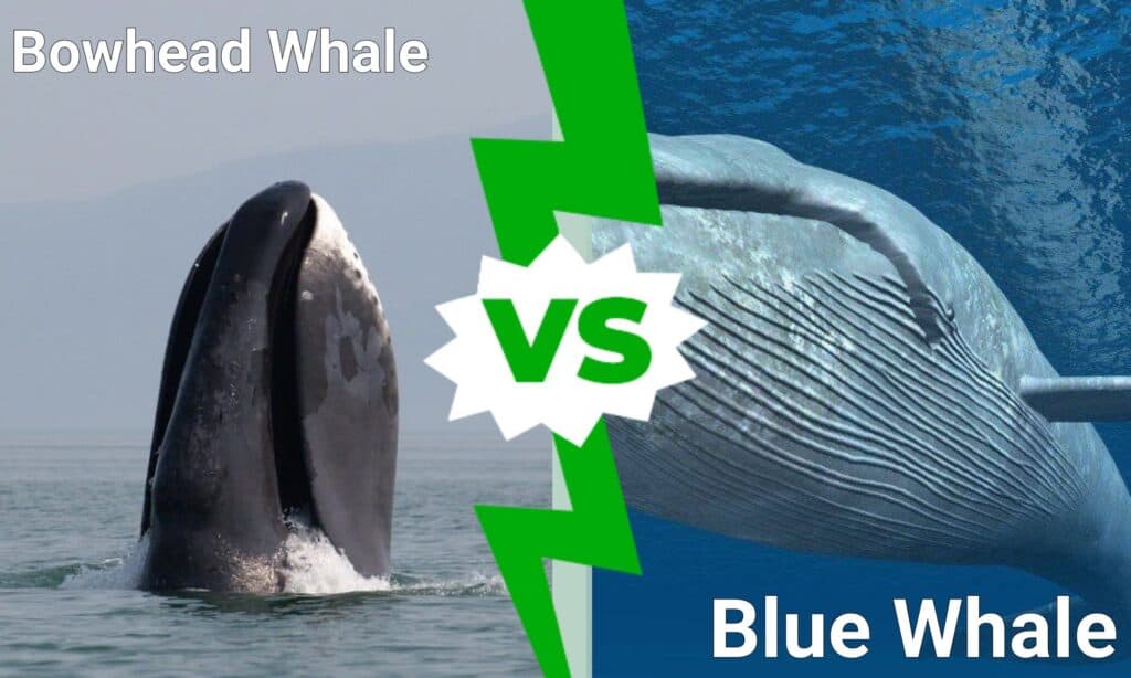 Bowhead Whale vs Blue Whale