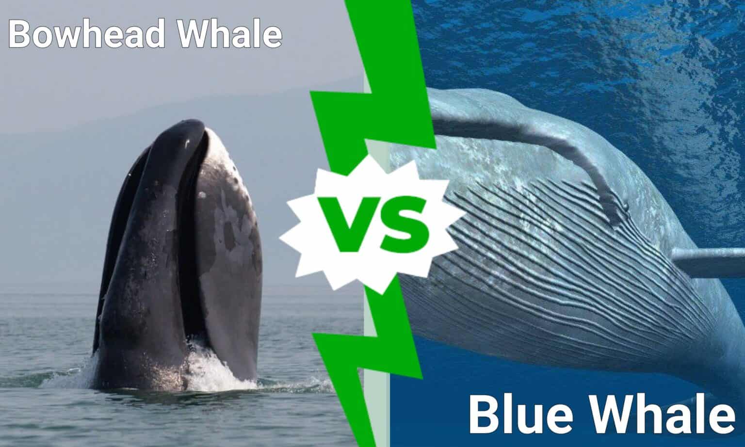 Bowhead Whale vs. Blue Whale - A-Z Animals