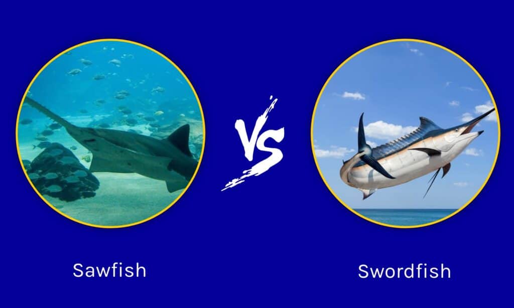 Swordfish Fighting Shark