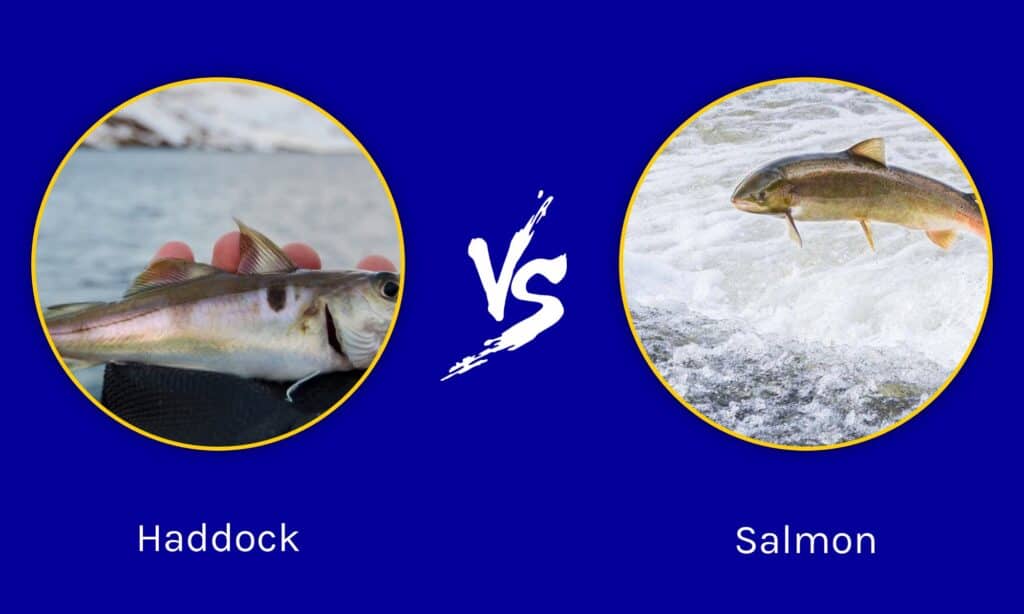 Haddock vs Salmon What Are The Differences? AZ Animals