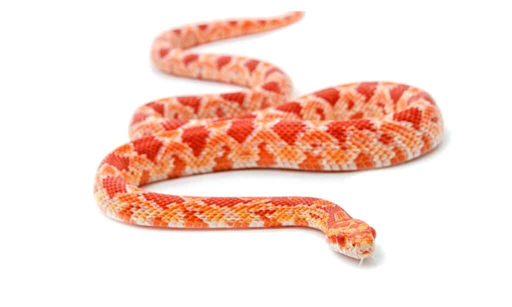 Albino corn snake