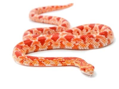 Albino corn snake