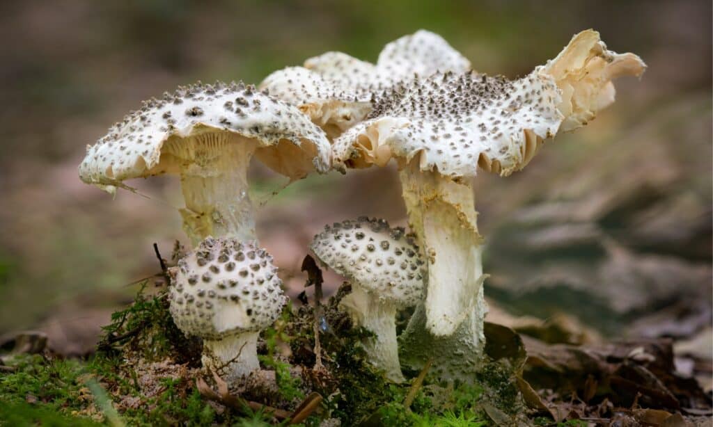 Types of Poisonous Mushrooms