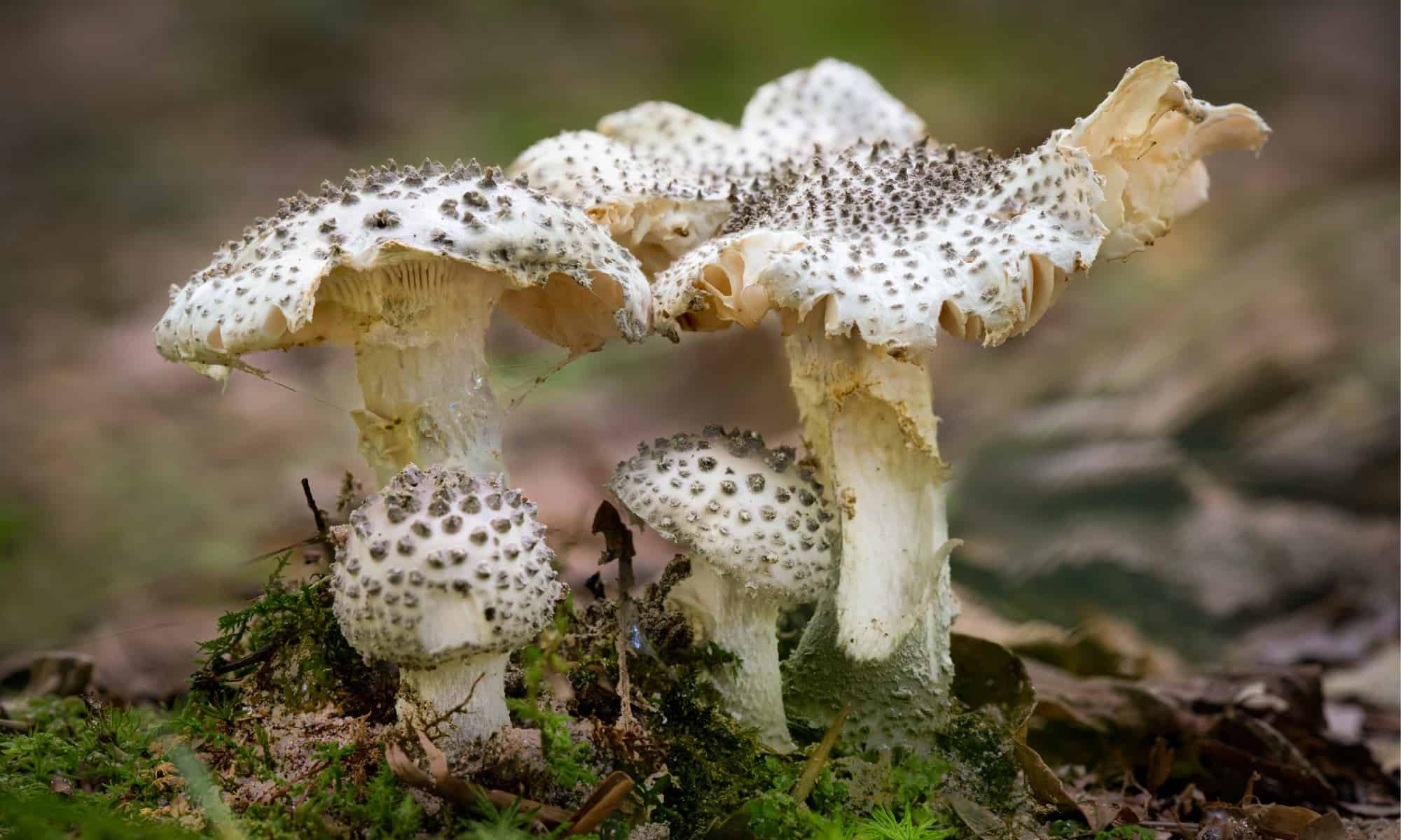 lepidella mushroom cluster