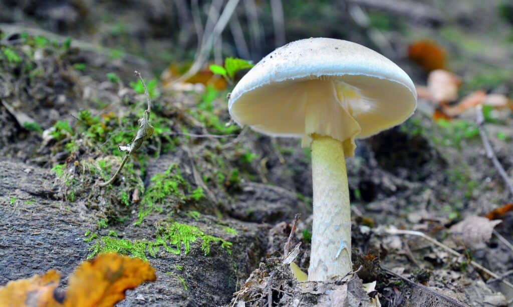 death cap mushroom growing