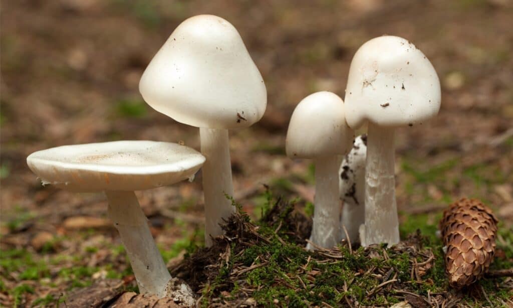 destroying angel mushrooms growing