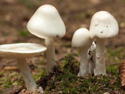 A Destroying Angel Mushrooms: A Complete Guide