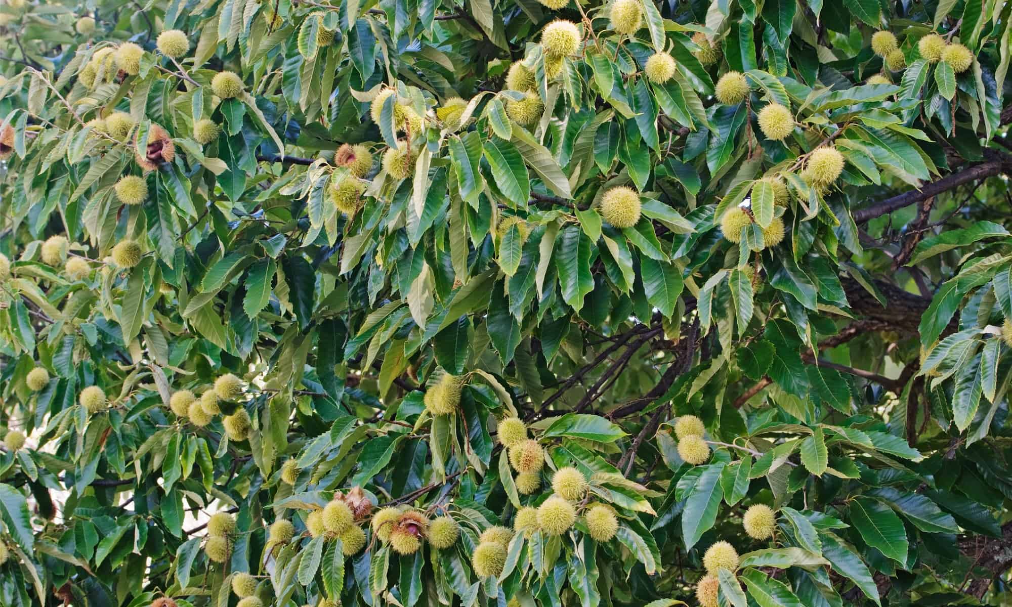 chinese-chestnut-vs-american-chestnut-is-there-a-difference-wiki-point