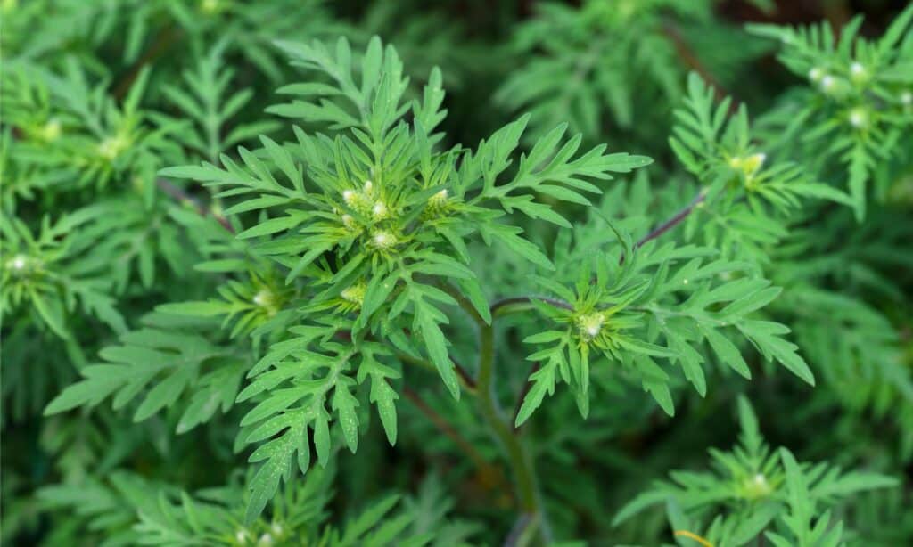 closeup ragweed plant