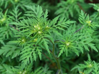 A Goldenrod vs Ragweed: 5 Key Differences