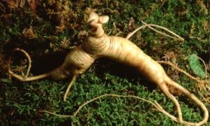 American Ginseng vs Korean Ginseng: 5 Key Differences Picture