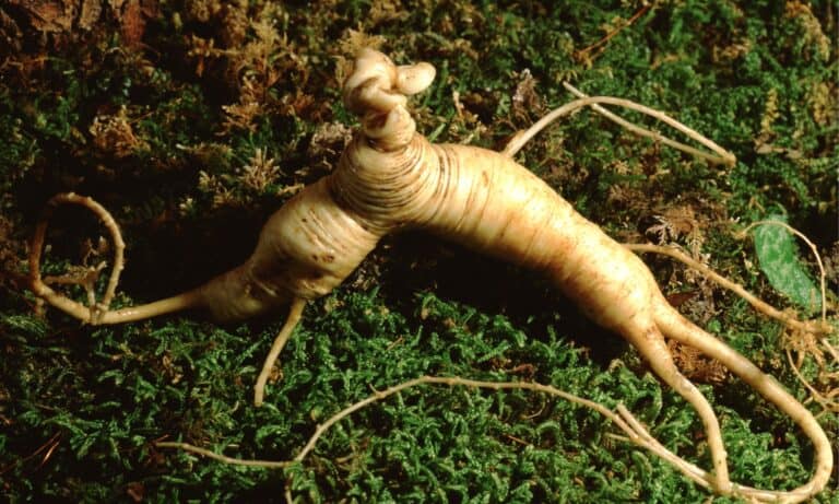 American ginseng root