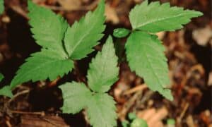 The Top 6 Producers of American Ginseng Will Surprise You Picture
