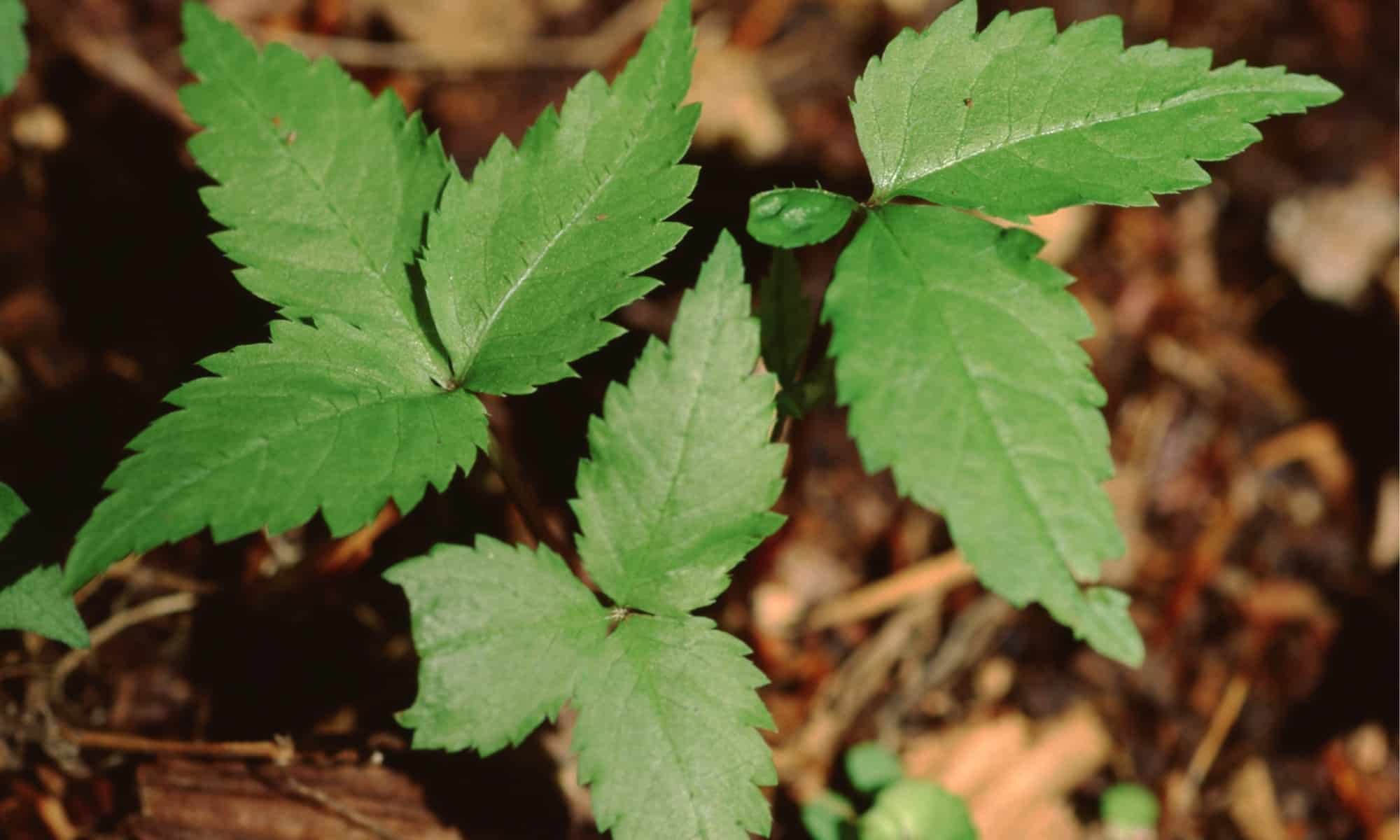 american ginseng plant in wild