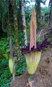 Discover the ‘Corpse Flower’ — The Worst Smelling Flower in the World Picture