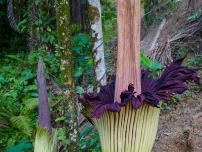 A Discover the ‘Corpse Flower’ — The Worst Smelling Flower in the World