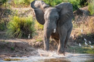 This Elephant Tried to Intimidate a Wildebeest, but Just Ended Up Giving Them a Bath Picture