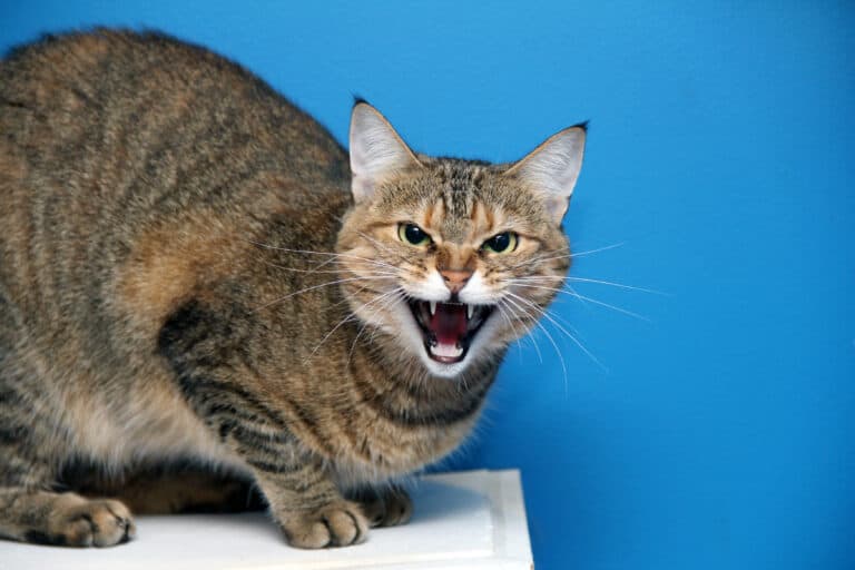 angry cat