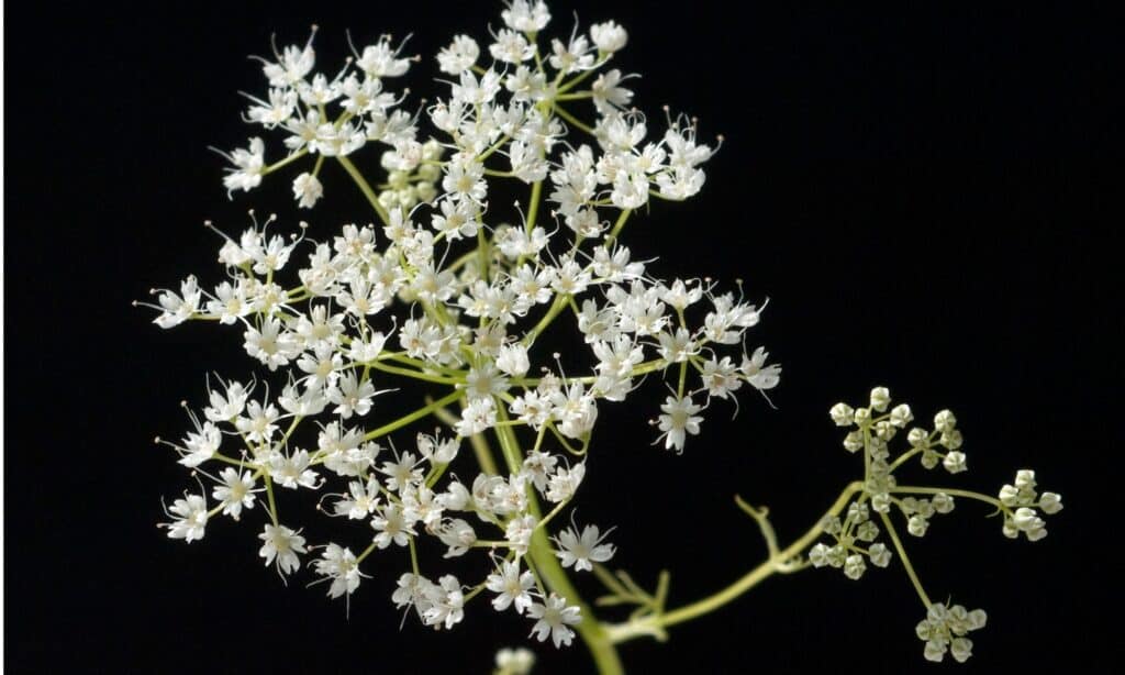anise flower close up