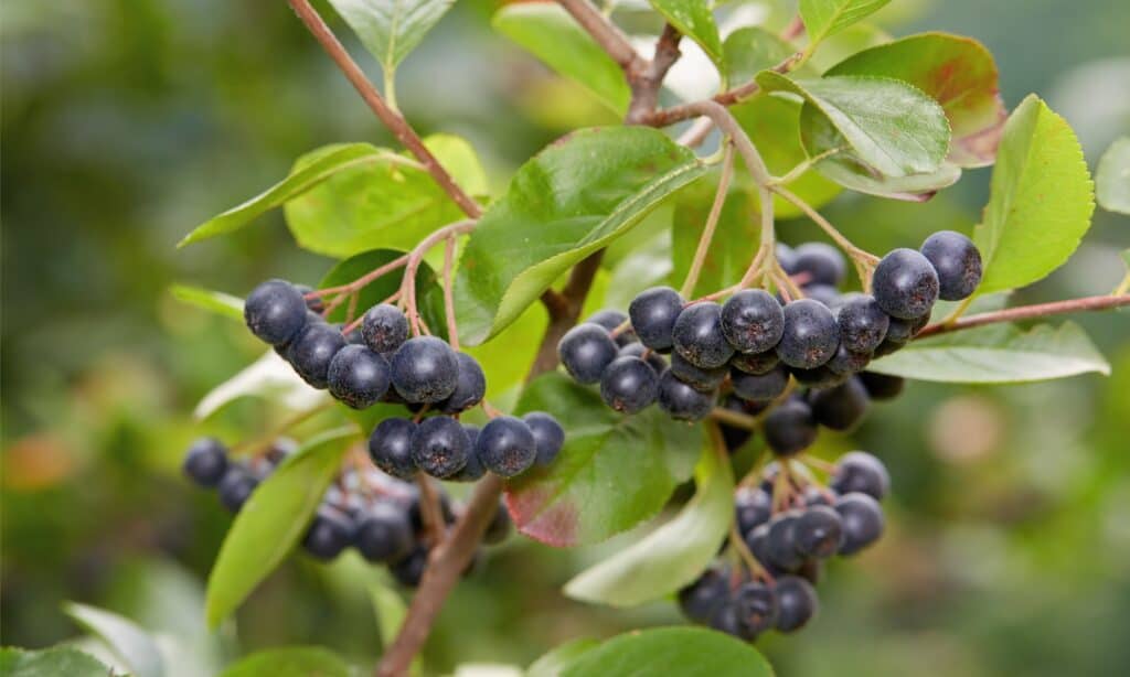 Full frame of aronia berry shrub. Also known as chokeberry.Six  Berry clusters are visible in the frame. The clusters are composed of 6-8 round black practically black berries that resemble cherries, only darker. The oval-shaped green leaves of the plant are visible around the berries. 