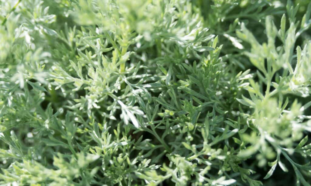 closeup wormwood plant