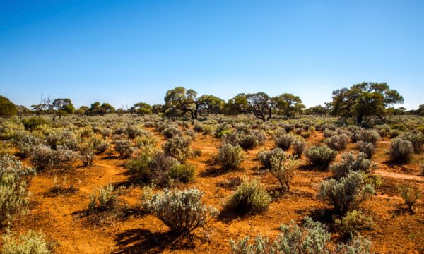 the-great-australian-desert-a-z-animals