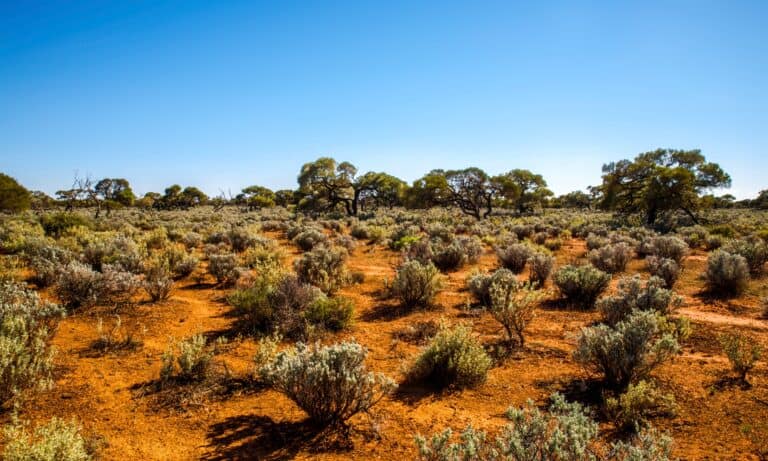 great victoria desert