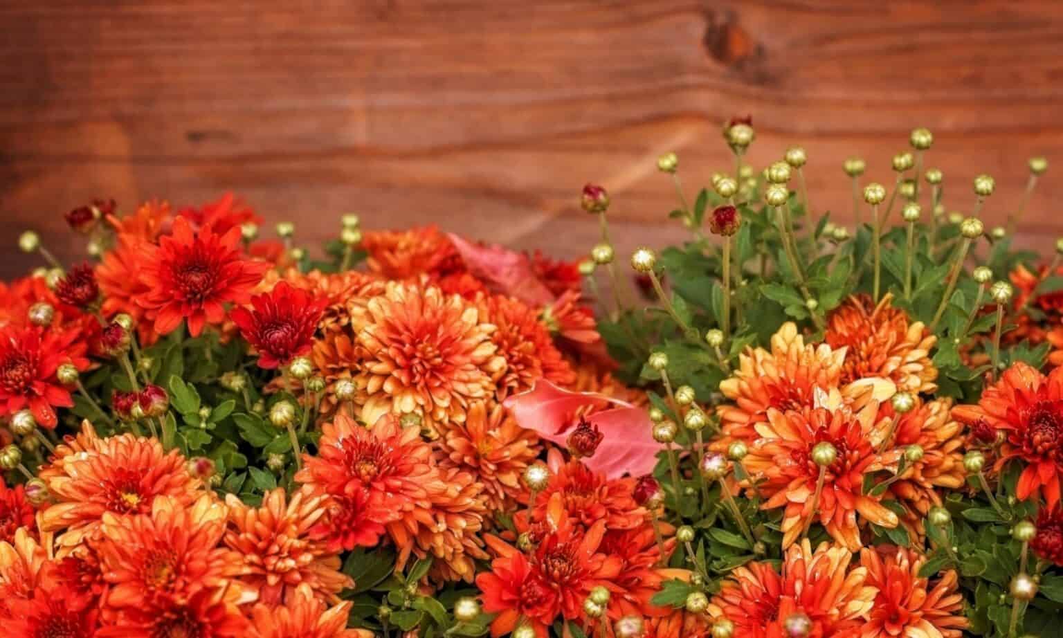 The 18 Best Perennial Mums That Come Back Every Year AZ Animals