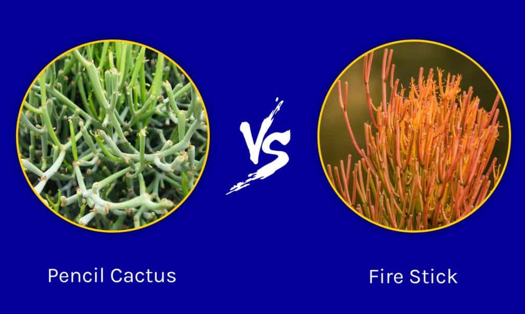 Pencil Cactus vs Fire Stick
