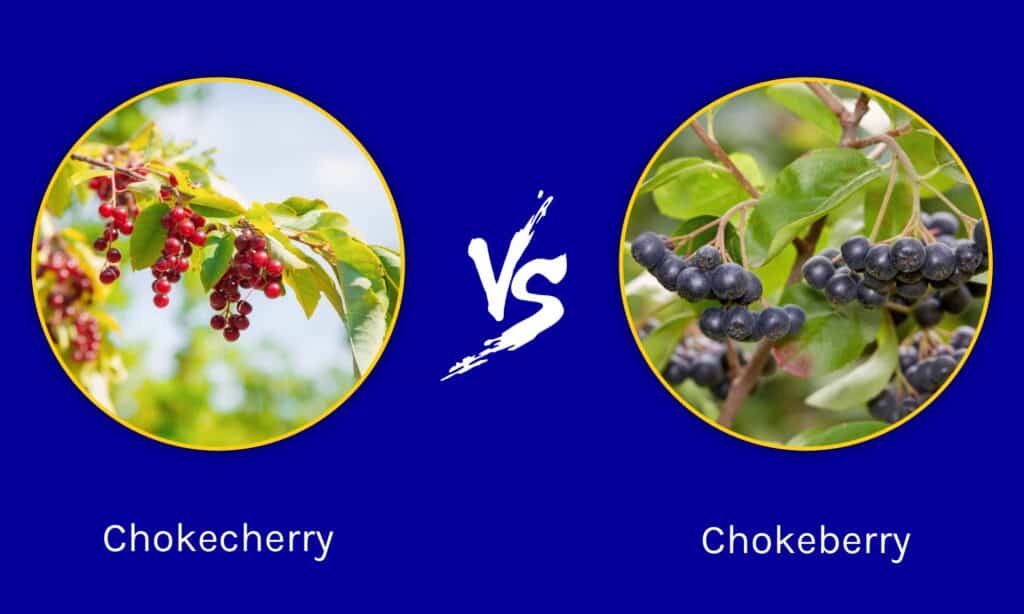 Chokecherry vs Chokeberry
