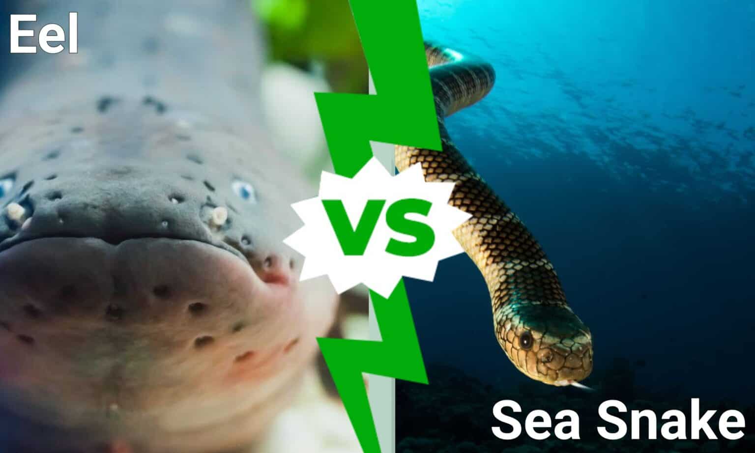 Sea Snake vs Eel: 5 Key Differences Explained - A-Z Animals
