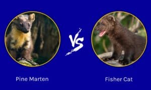 Pine Marten vs Fisher Cat: What’s the Difference? Picture